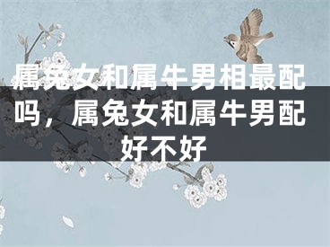属兔女和属牛男相最配吗，属兔女和属牛男配好不好