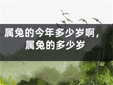 属兔的今年多少岁啊，属兔的多少岁