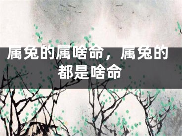 属兔的属啥命，属兔的都是啥命