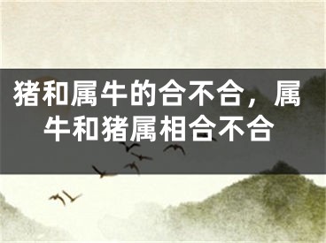 猪和属牛的合不合，属牛和猪属相合不合