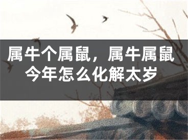 属牛个属鼠，属牛属鼠今年怎么化解太岁