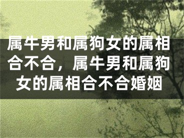 属牛男和属狗女的属相合不合，属牛男和属狗女的属相合不合婚姻
