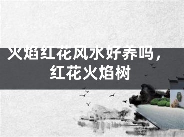 火焰红花风水好养吗，红花火焰树