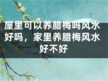 屋里可以养腊梅吗风水好吗，家里养腊梅风水好不好