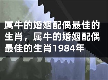 属牛的婚姻配偶最佳的生肖，属牛的婚姻配偶最佳的生肖1984年
