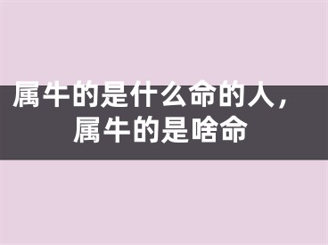 属牛的是什么命的人，属牛的是啥命