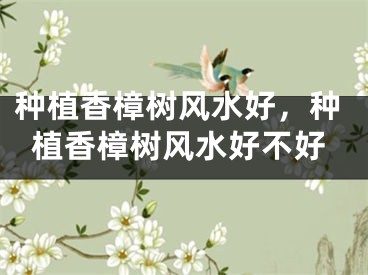 种植香樟树风水好，种植香樟树风水好不好