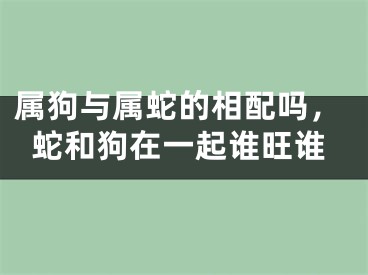 属狗与属蛇的相配吗，蛇和狗在一起谁旺谁