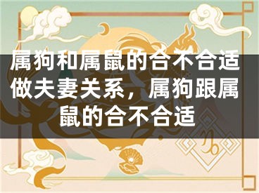 属狗和属鼠的合不合适做夫妻关系，属狗跟属鼠的合不合适