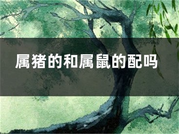 属猪的和属鼠的配吗
