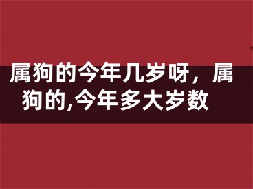 属狗的今年几岁呀，属狗的,今年多大岁数