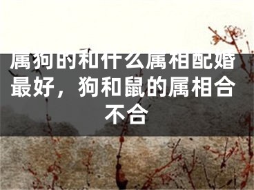 属狗的和什么属相配婚最好，狗和鼠的属相合不合