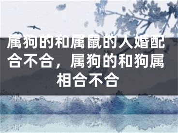 属狗的和属鼠的人婚配合不合，属狗的和狗属相合不合