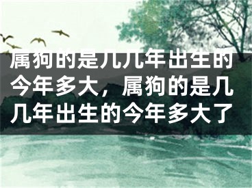 属狗的是几几年出生的今年多大，属狗的是几几年出生的今年多大了
