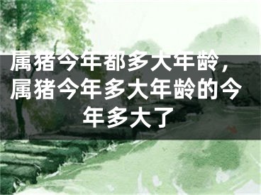属猪今年都多大年龄，属猪今年多大年龄的今年多大了