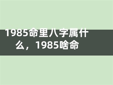 1985命里八字属什么，1985啥命