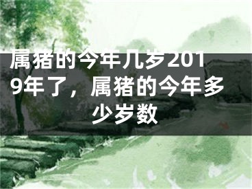 属猪的今年几岁2019年了，属猪的今年多少岁数