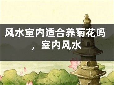 风水室内适合养菊花吗，室内风水