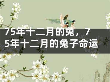 75年十二月的兔，75年十二月的兔子命运