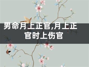 男命月上正官,月上正官时上伤官