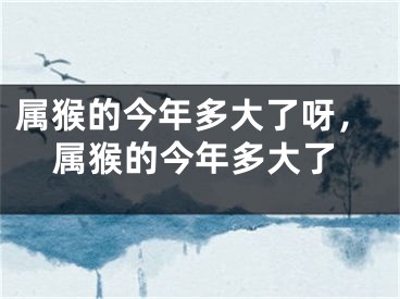 属猴的今年多大了呀，属猴的今年多大了