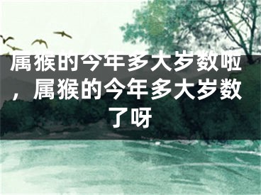 属猴的今年多大岁数啦，属猴的今年多大岁数了呀