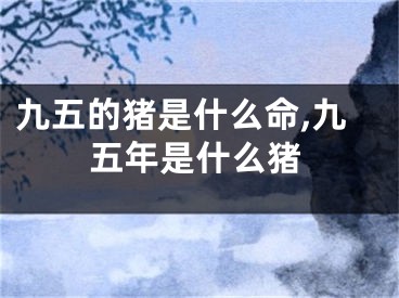 九五的猪是什么命,九五年是什么猪