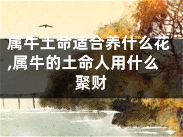属牛土命适合养什么花,属牛的土命人用什么聚财
