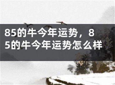 85的牛今年运势，85的牛今年运势怎么样