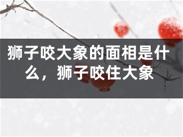 狮子咬大象的面相是什么，狮子咬住大象
