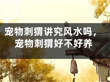 宠物刺猬讲究风水吗，宠物刺猬好不好养