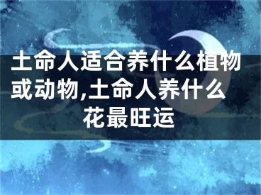 土命人适合养什么植物或动物,土命人养什么花最旺运