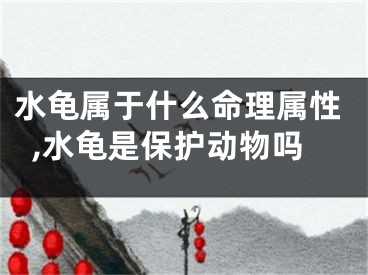 水龟属于什么命理属性,水龟是保护动物吗