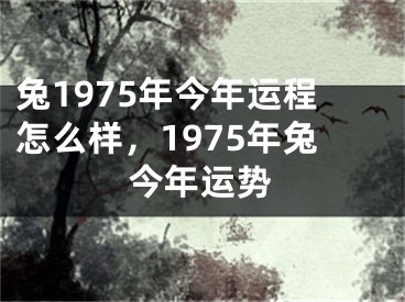 兔1975年今年运程怎么样，1975年兔今年运势