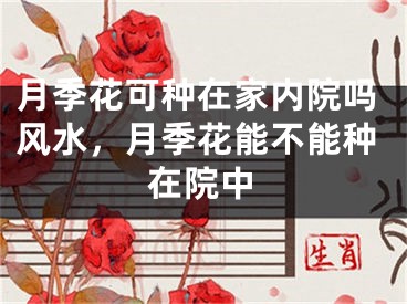 月季花可种在家内院吗风水，月季花能不能种在院中
