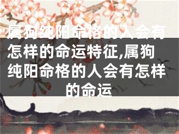 属狗纯阳命格的人会有怎样的命运特征,属狗纯阳命格的人会有怎样的命运