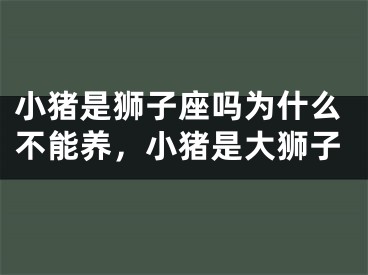 小猪是狮子座吗为什么不能养，小猪是大狮子