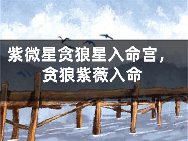 紫微星贪狼星入命宫，贪狼紫薇入命