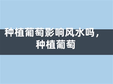 种植葡萄影响风水吗，种植葡萄