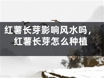 红薯长芽影响风水吗，红薯长芽怎么种植