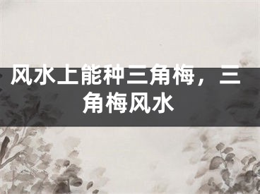 风水上能种三角梅,三角梅风水