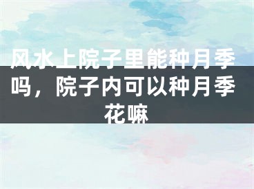 风水上院子里能种月季吗，院子内可以种月季花嘛