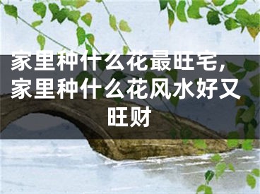 家里种什么花最旺宅,家里种什么花风水好又旺财
