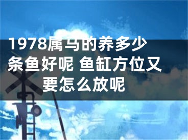 1978属马的养多少条鱼好呢 鱼缸方位又要怎么放呢 
