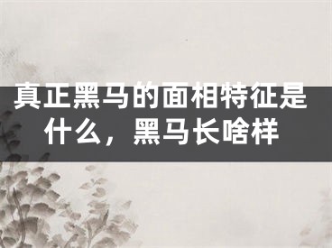 真正黑马的面相特征是什么，黑马长啥样